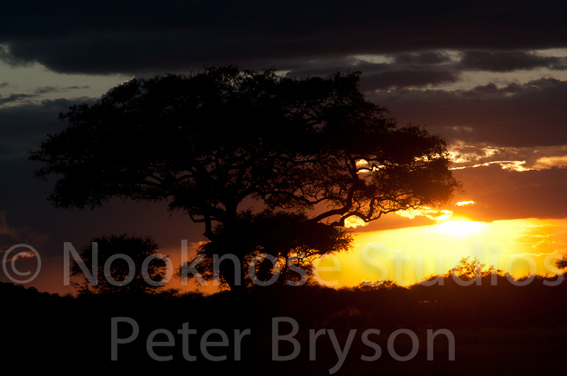 African Sun 21
